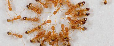 Красные муравьи как избавиться - картинка 41