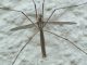 Большой комар с ногами - картинка 35