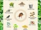 Борьба с личинками колорадского жука народными средствами - картинка 51