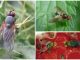 Чем обработать малину от малиновой мухи - картинка 31