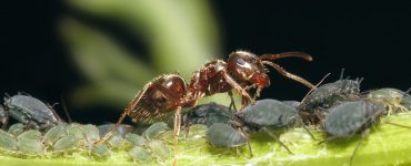 Как бороться с тлей и муравьями - картинка 26