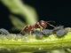 Как бороться с тлей и муравьями - картинка 29