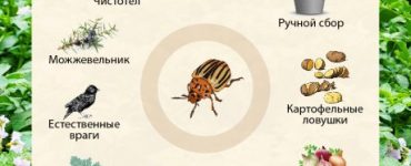 Как избавиться от колорадского жука народными средствами - картинка 73