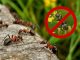 Как избавиться от муравьев навсегда - картинка 33