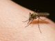 Как избавиться от зуда от комаров - картинка 35