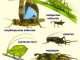 Клопы насекомые с превращением - картинка 74