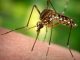 Мошки комары слепни москиты - картинка 36