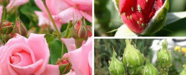 Народное средство от тли на розах садовых - картинка 14