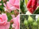 Народное средство от тли на розах садовых - картинка 22