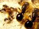 Польза и вред муравьев - картинка 35
