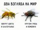 Притча о мухе и пчеле - картинка 36