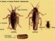 Самки и самцы тараканов - картинка 34