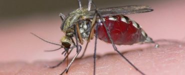 Сколько живет комар после укуса - картинка 40
