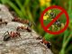Средство от муравьев на огороде муравьи - картинка 43