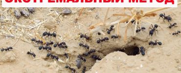 Средство от муравьев в домашних условиях - картинка 25