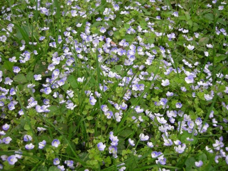 Трава похожая на мокрицу цветет синими цветами - картинка 1