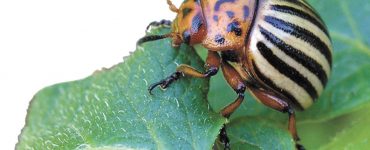 Баклажаны жрут колорадские жуки - картинка 21