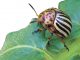 Баклажаны жрут колорадские жуки - картинка 46
