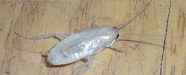 Белый таракан в квартире - картинка 30