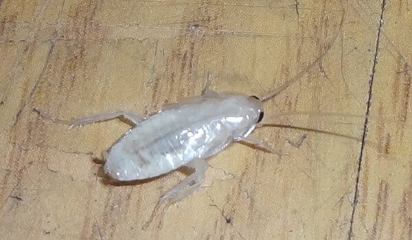Белый таракан в квартире - картинка 1