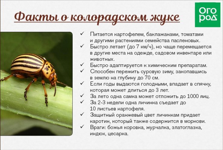 Биологические препараты против колорадского жука - картинка 1