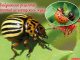 Блюда из колорадского жука - картинка 84