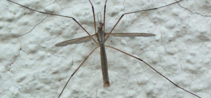 Большой комар с ногами - картинка 1