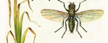 Борьба с личинкой луковой мухи - картинка 40