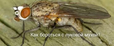 Борьба с луковой мухой - картинка 27
