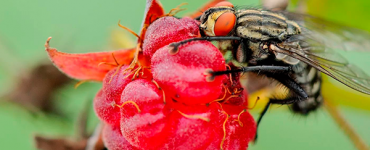 Борьба с малиновой мухой весной - картинка 43