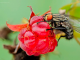 Борьба с малиновой мухой весной - картинка 45