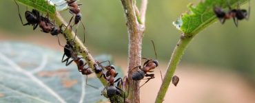 Борьба с муравьями и тлей на деревьях - картинка 42