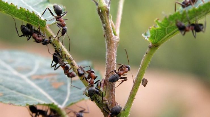 Борьба с муравьями и тлей на деревьях - картинка 1
