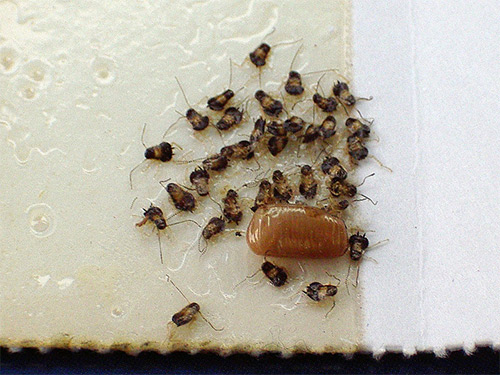 Чего боятся тараканы в квартире - картинка 1
