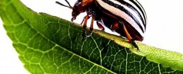 Чем можно уничтожить колорадского жука - картинка 22