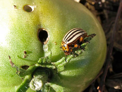 Чем обработать рассаду помидор от колорадского жука - картинка 1