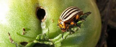 Чем опрыскать помидоры от колорадского жука - картинка 33