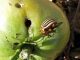 Чем опрыскать помидоры от колорадского жука - картинка 40