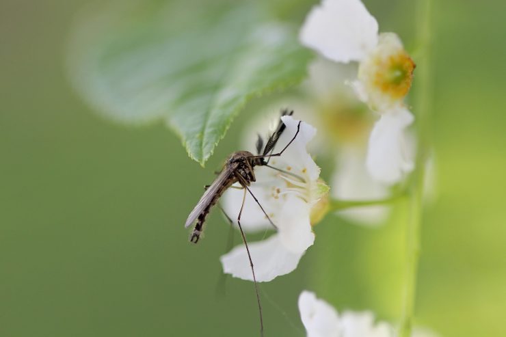 Чем питаются самцы комаров - картинка 1