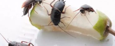 Чем травить тараканов в квартире самостоятельно эффективные - картинка 25