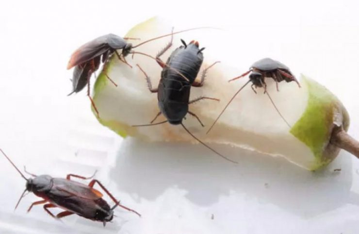 Чем травить тараканов в квартире самостоятельно эффективные - картинка 1