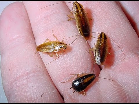 Чем травить тараканов в квартире - картинка 1