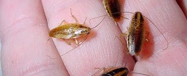 Чем выводить тараканов в домашних условиях - картинка 56