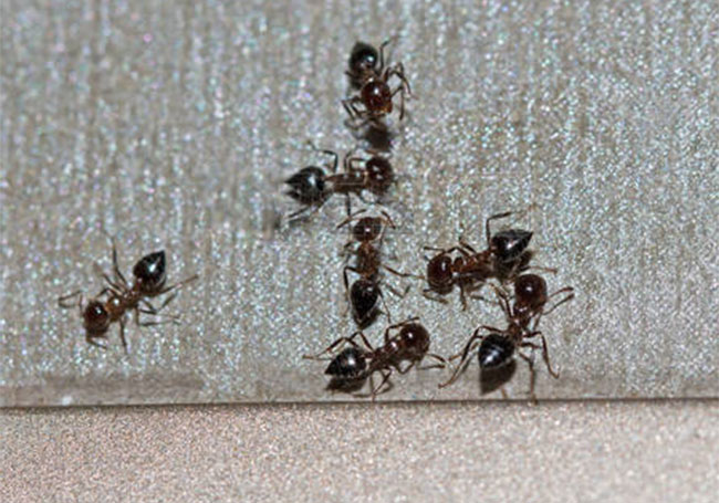 Черные муравьи в доме - картинка 1