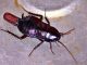 Черные тараканы в частном доме - картинка 39