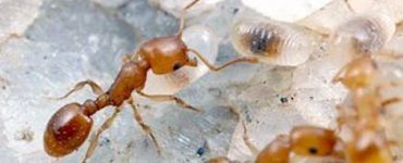 Домашние муравьи как избавиться народными средствами - картинка 32