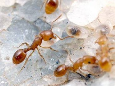 Домашние муравьи как избавиться народными средствами - картинка 7