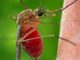 Едят ли комары мошек - картинка 100