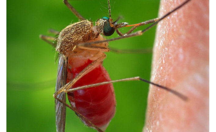 Едят ли комары мошек - картинка 1