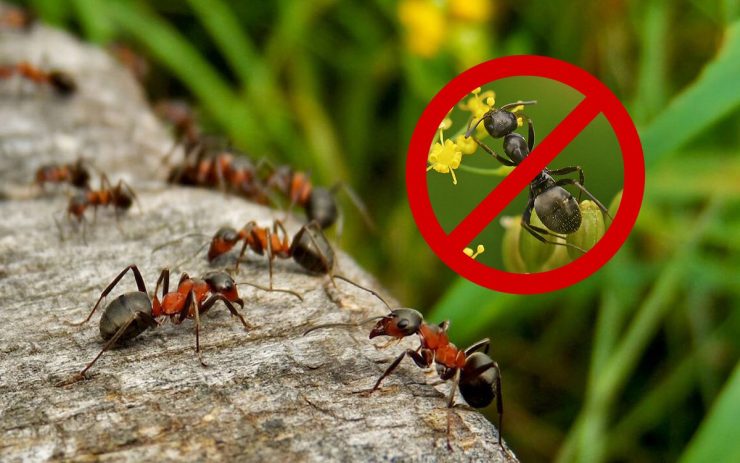 Эффективное средство от муравьев на участке - картинка 1